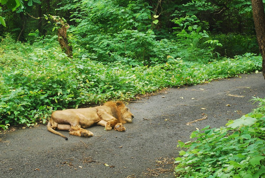 sanjay gandhi national park safari booking